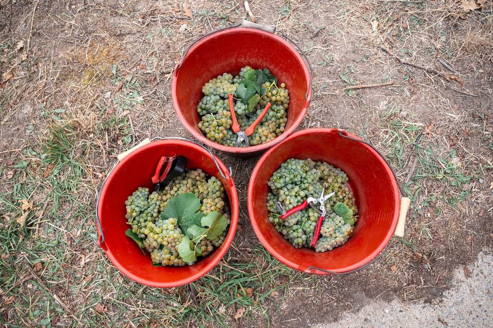 Weinlese Weinlese