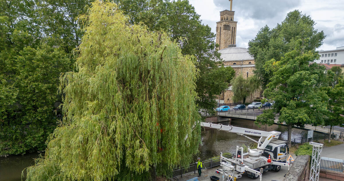 After the weeping willow on the Enz riverbank: Deciduous tree at the ...