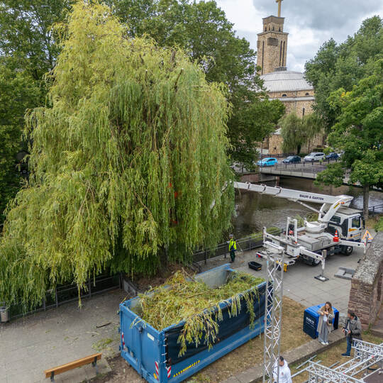 Waisenhausplatz Trauerweide