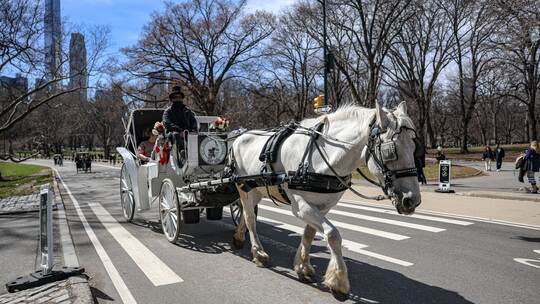 Pferdekutschen im Central Park droht das Aus Pferdekutschen im Central Park droht das Aus
