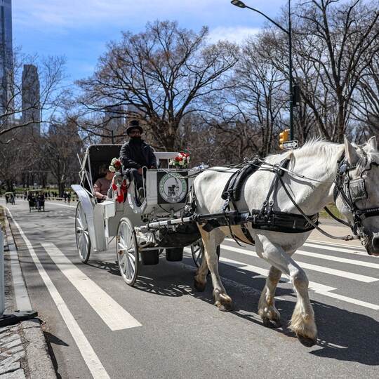 Pferdekutschen im Central Park droht das Aus