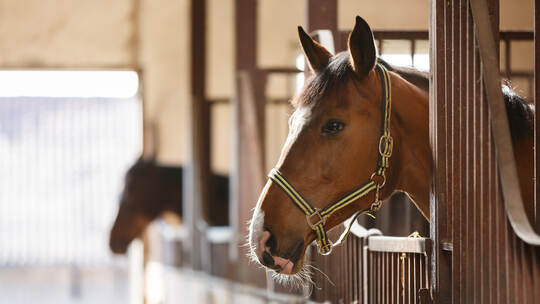 Horse in a stall