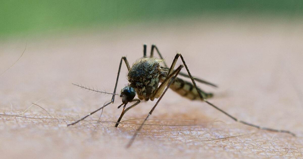 West Nile virus: First cases in people in Stuttgart and Karlsruhe