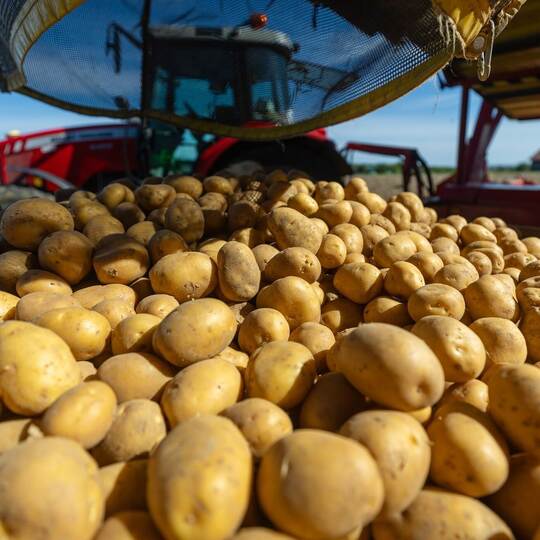 Kartoffelernte fällt geringer aus