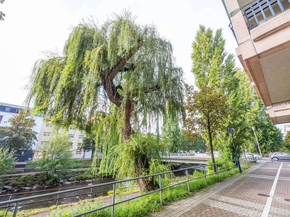 Prächtig war der markante Baum an der Bissingerstraße.