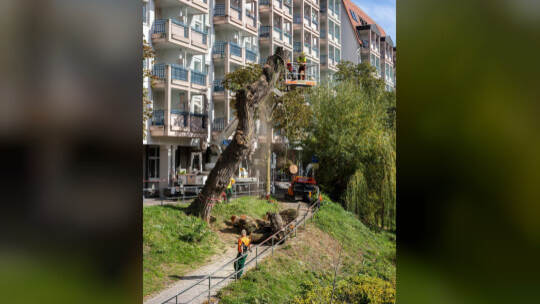 Facharbeiter zerlegen nach und nach die Trauerweide an der Unterführung der Goethebrücke. Meyer Trauerweide Goethebrücke