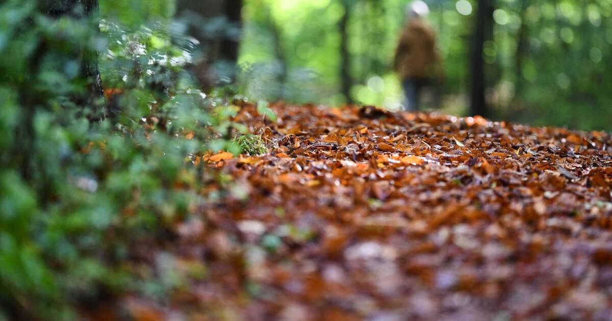 First up to 24 degrees, then rain and significantly cooler