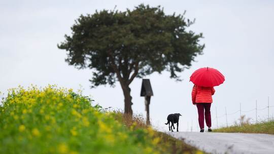 Frau geht im Regen mit ihrem Hund spazieren