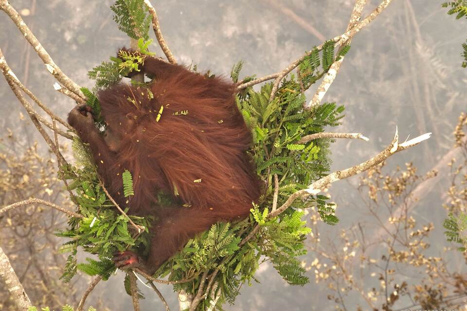 Waldbrände in Indonesien