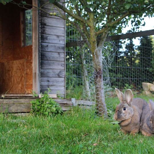 Zwei Kaninchen in einem Gehege