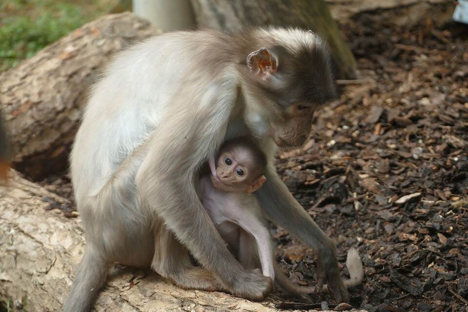 Seltene Affenart bekommt Nachwuchs im Heidelberger Zoo Seltene Affenart bekommt Nachwuchs im Heidelberger Zoo