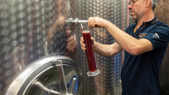 Weinlese Weingut Häußermann