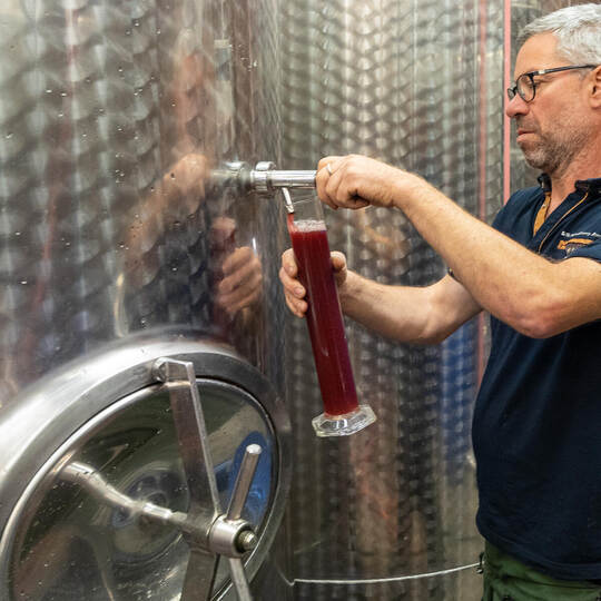Weinlese Weingut Häußermann