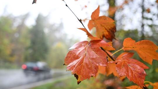 Wetter in Baden-Württemberg - Herbstlaub