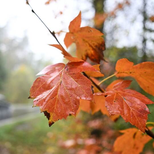 Wetter in Baden-Württemberg - Herbstlaub