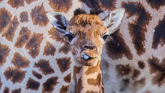 Giraffennachwuchs im Zoo Giraffennachwuchs im Zoo
