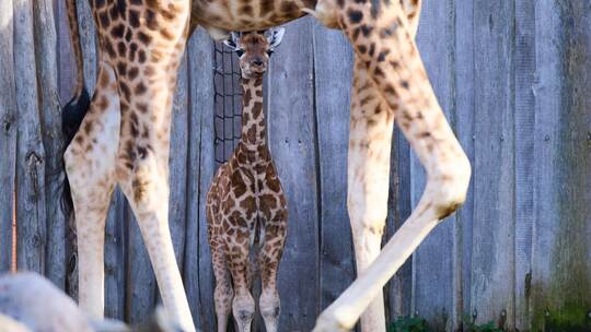 Giraffennachwuchs im Zoo Giraffennachwuchs im Zoo