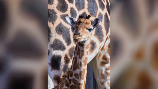 Giraffennachwuchs im Zoo Giraffennachwuchs im Zoo