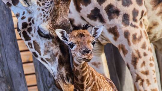 Giraffennachwuchs im Zoo Giraffennachwuchs im Zoo