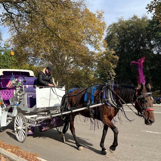 Kutsche im Central Park