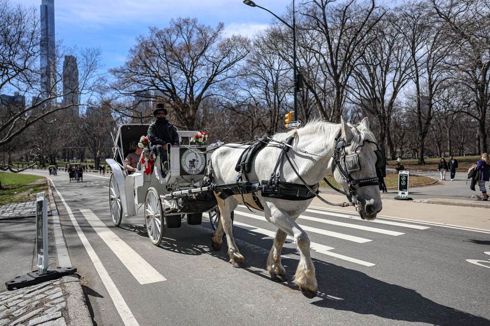 Pferdekutsche im Central Park Pferdekutsche im Central Park
