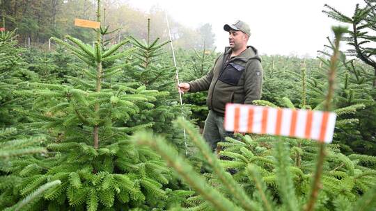 Weihnachtsbäume vor der Saison Weihnachtsbäume vor der Saison