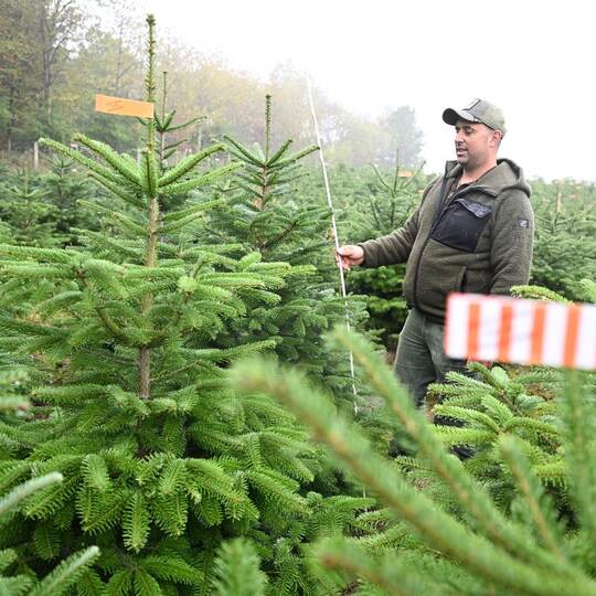 Weihnachtsbäume vor der Saison