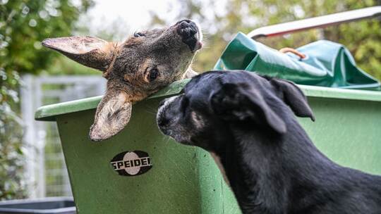 Unfallwild als Futter im Tierheim Unfallwild als Futter im Tierheim