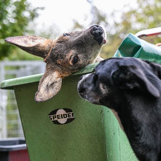 Unfallwild als Futter im Tierheim