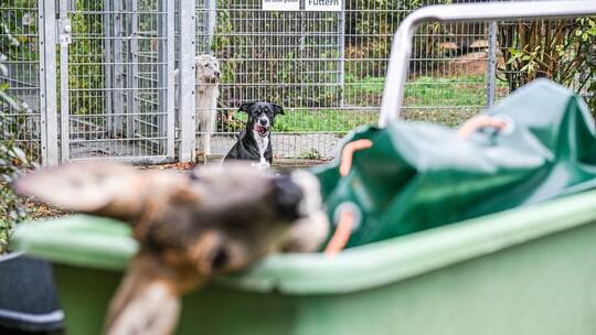 Unfallwild als Futter im Tierheim