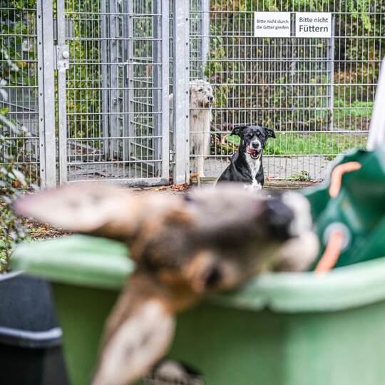 Unfallwild als Futter im Tierheim