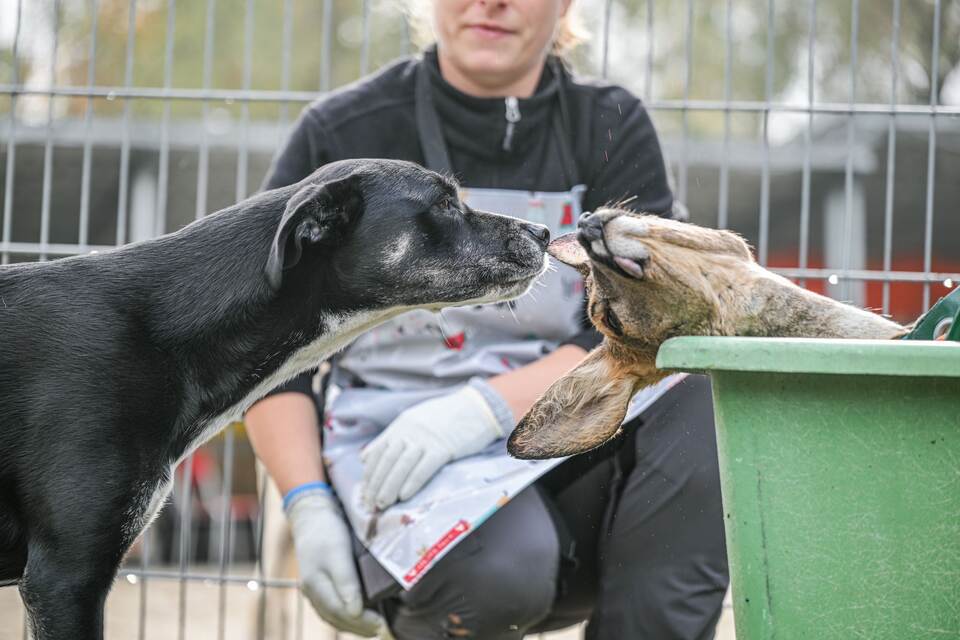 Unfallwild als Futter im Tierheim