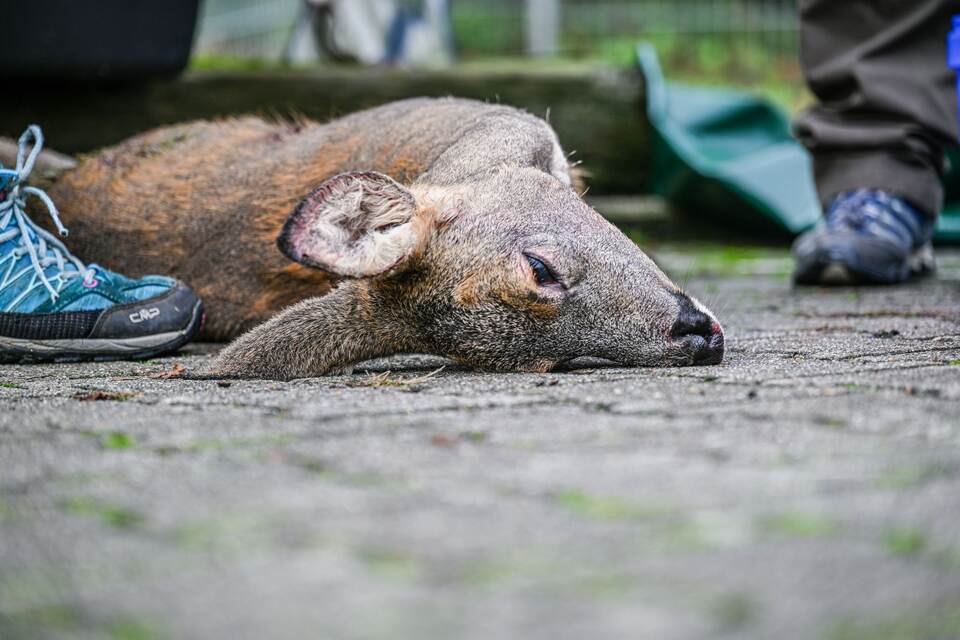 Unfallwild als Futter im Tierheim