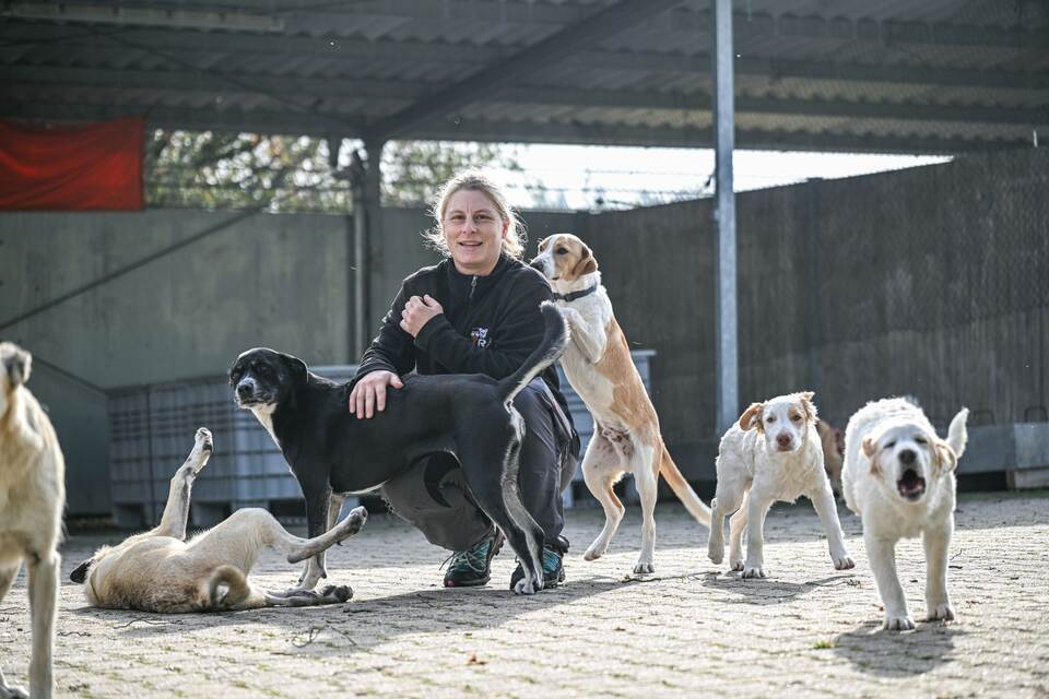 Unfallwild als Futter im Tierheim
