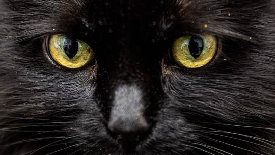 Schwarze Katze Schwarze Katze