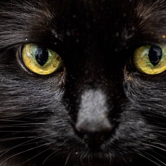 Schwarze Katze