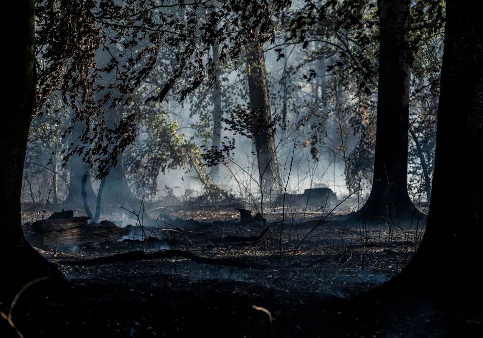 Waldbrand in Hessen Waldbrand in Hessen