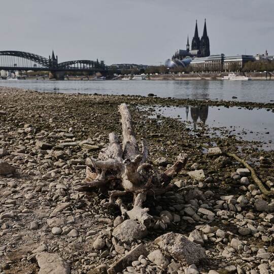 Niedrigwasser am Rhein in Köln