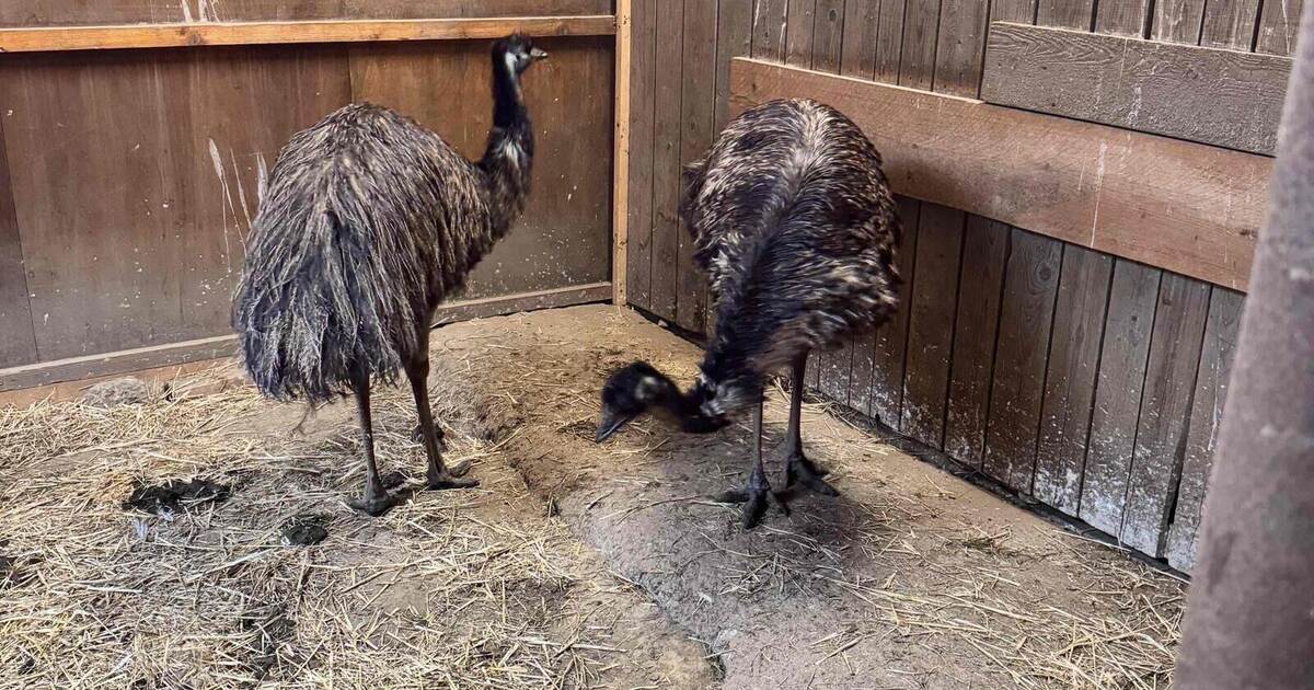 Nach tragischem Emu-Tod in Eisingen: Erika findet im Tierpark einen ...