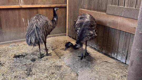 Emu Erika versteht sich mit ihrem neuen Partner, dem Männchen Ragnar, sehr gut. Sie hat im Tier- und Vogelpark Forst einen neuen