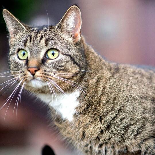 Hauskatze