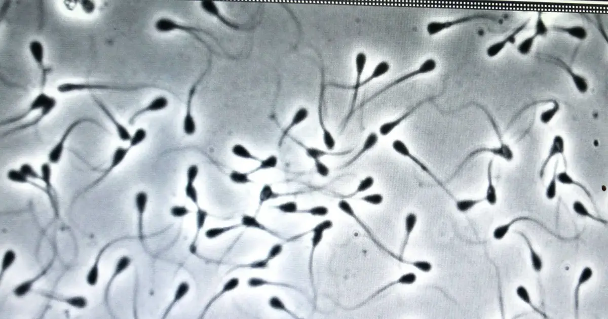 Sperma aus Haft geschmuggelt Mann wird Vater Startseite