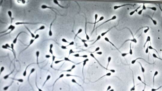 Sperma aus Haft geschmuggelt Mann wird Vater Startseite