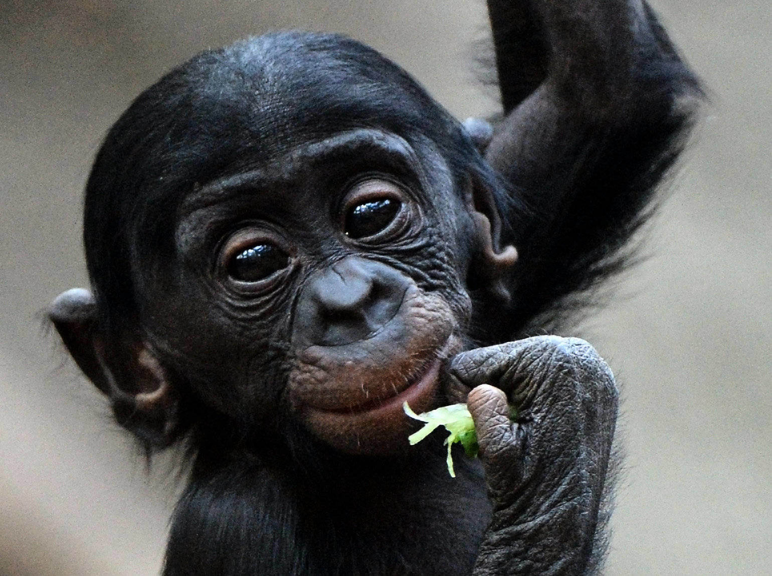 Affen Baby In Wilhelma Gestorben Baden Wurttemberg Pforzheimer Zeitung