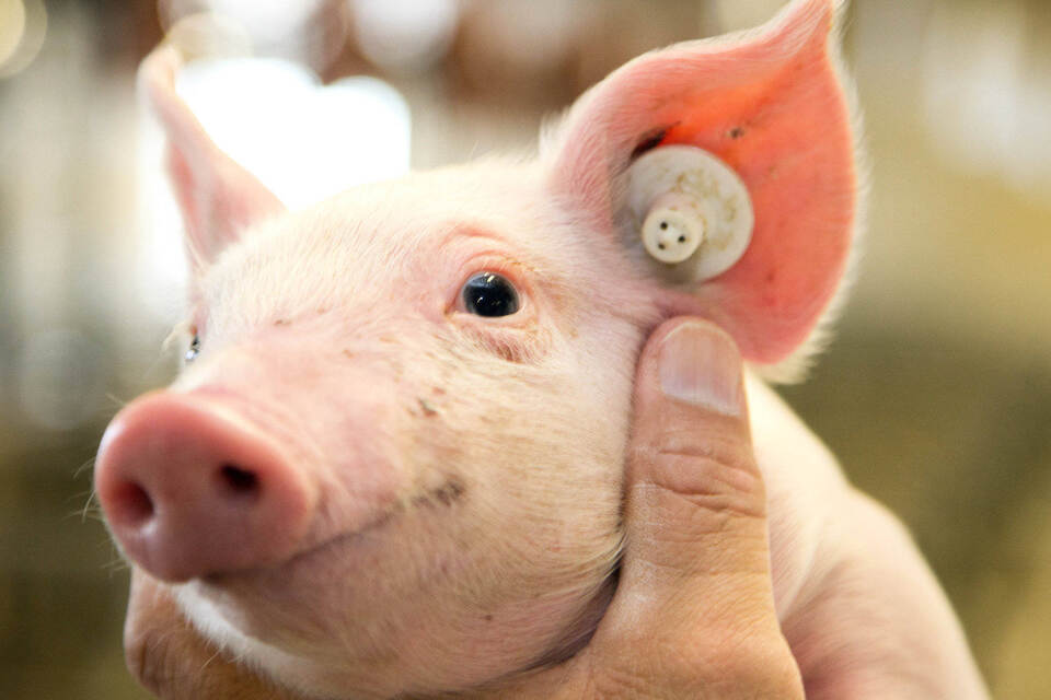 Schwein sollte in den USA zur Beruhigung mitreisen Flugverbot