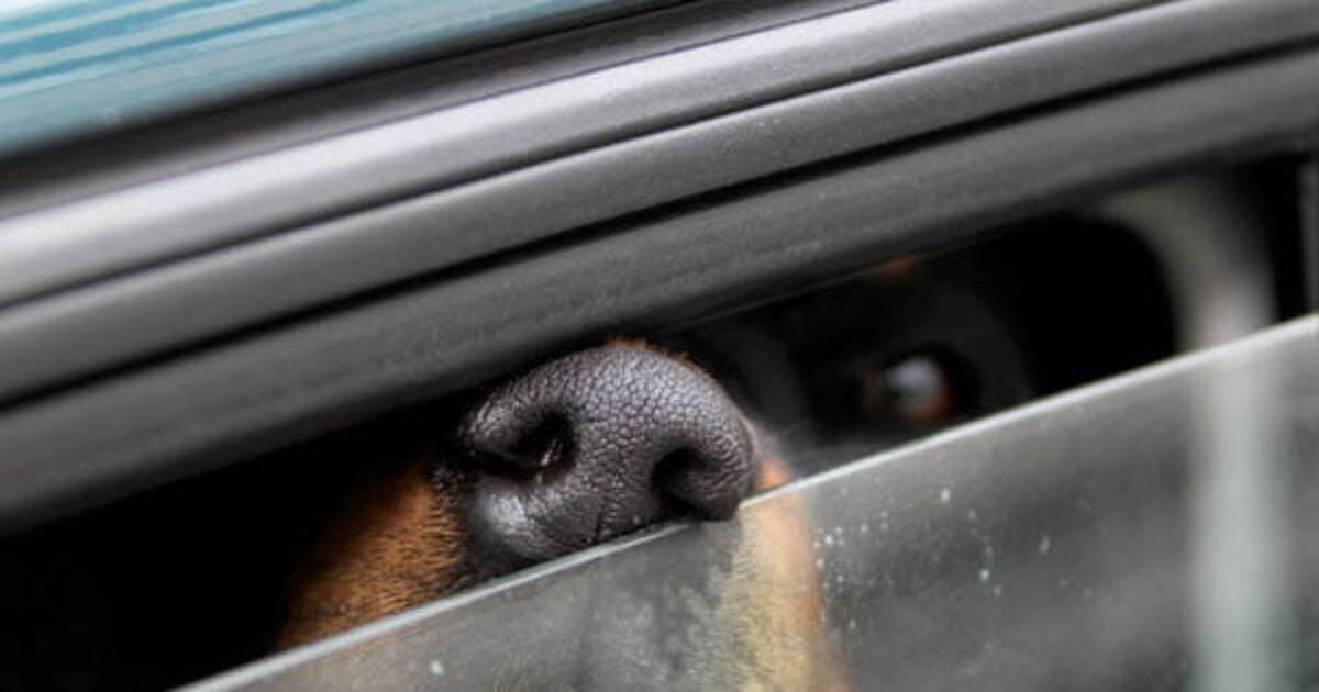 Neun Hunde in Auto ohne genügend Luftzufuhr zurückgelassen Baden