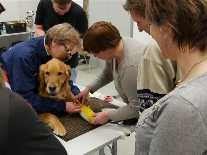 ErsteHilfe für Hunde Foto Pforzheimer Zeitung