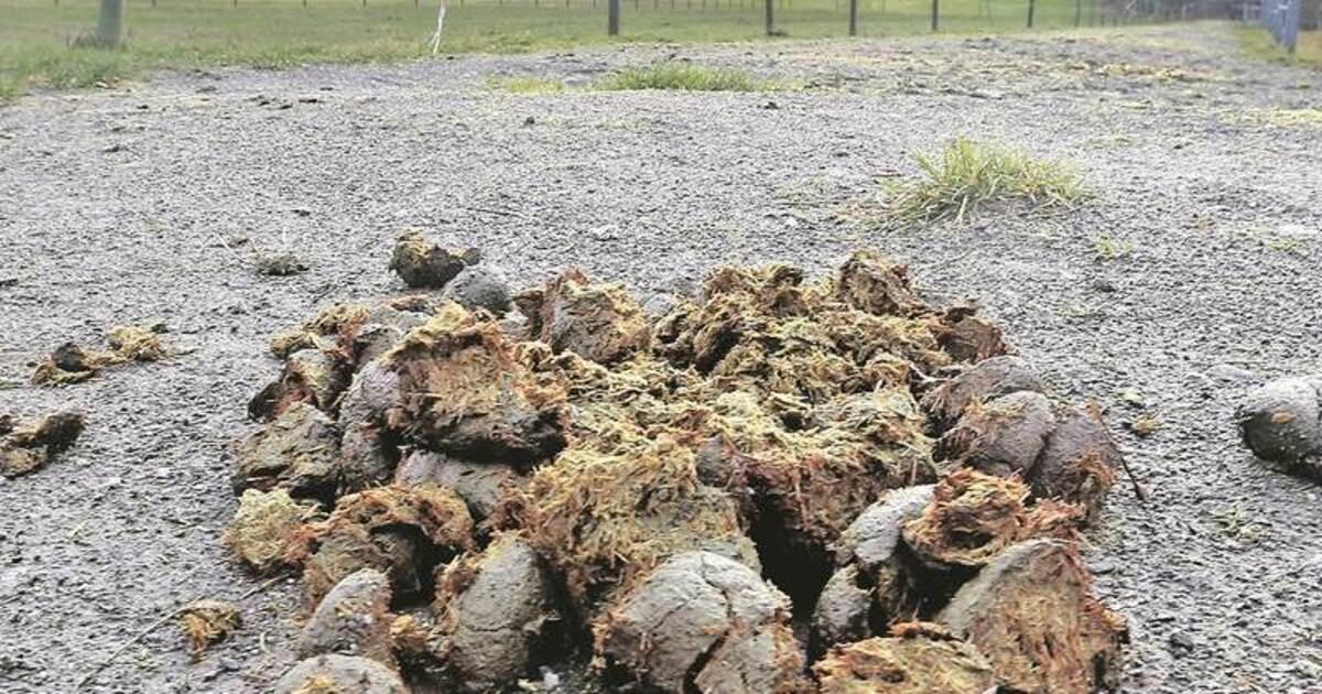 Tierischer Zankapfel In Langenbrand ärgern sich Spaziergänger über