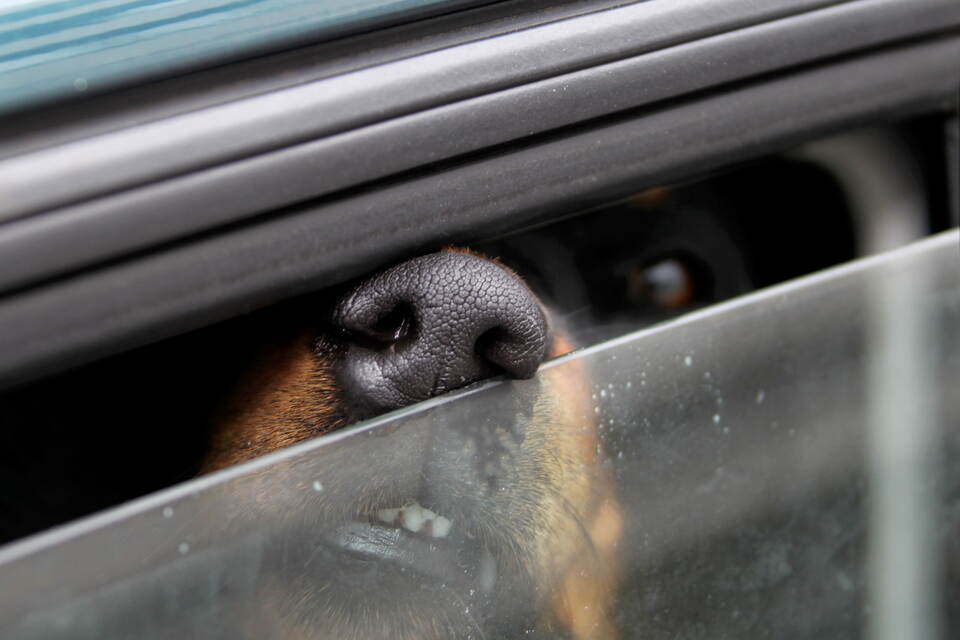 Frau lässt Hund bei Hitze zwei Stunden in Auto zurück und zeigt keine