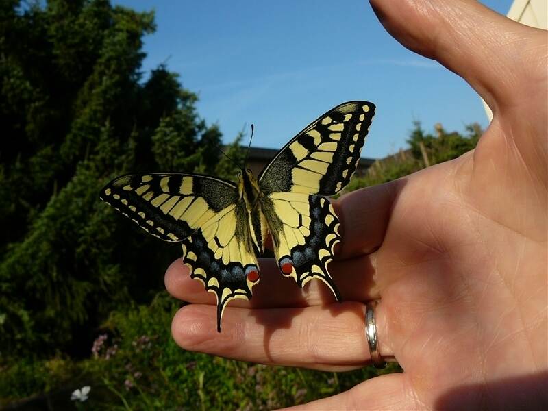 Zur wahren Schönheit entpuppt: Schwalbenschwanz - Region - Pforzheimer